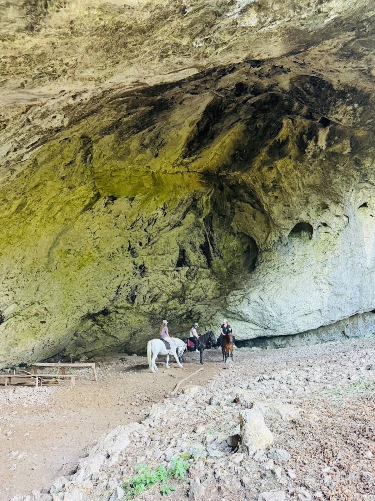 Horses resting below a canyon wall